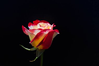 Siyah arkaplanı olan güzel bir gül