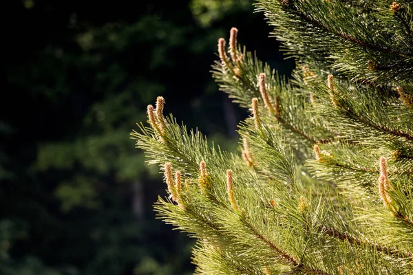 Del Träd Och Blad Naturlig Bakgrund Struktur — Stockfoto