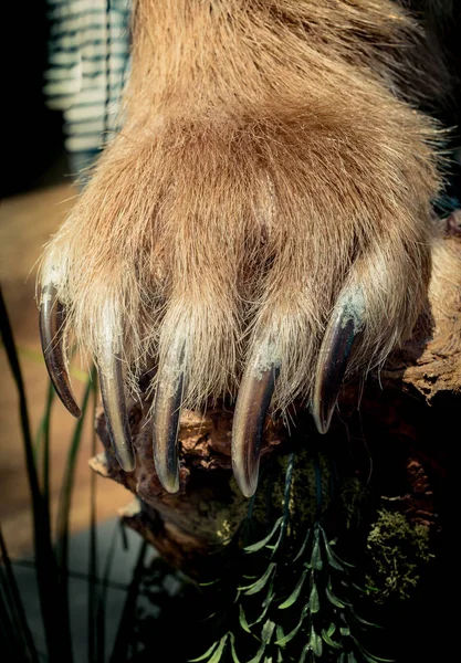 Tlapa Medvěda Hnědého Ostrými Drápy Zorném Poli — Stock fotografie