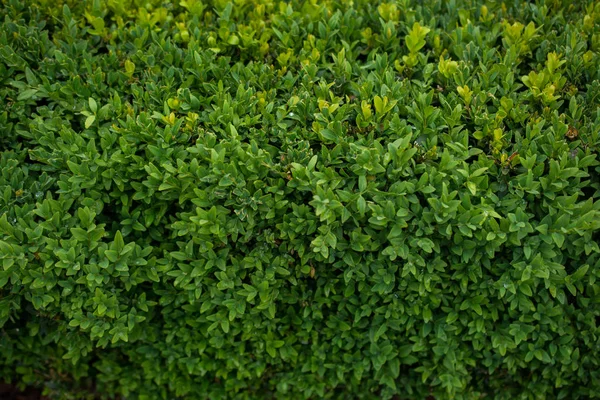 Grüne Blätter Als Hintergrundstruktur Der Natur — Stockfoto