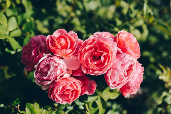 Blommande Vackra Färgglada Rosor Trädgården Bakgrund — Stockfoto