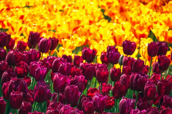 Blommande Färgglada Tulpan Blommor Trädgården Som Blommig Bakgrund — Stockfoto