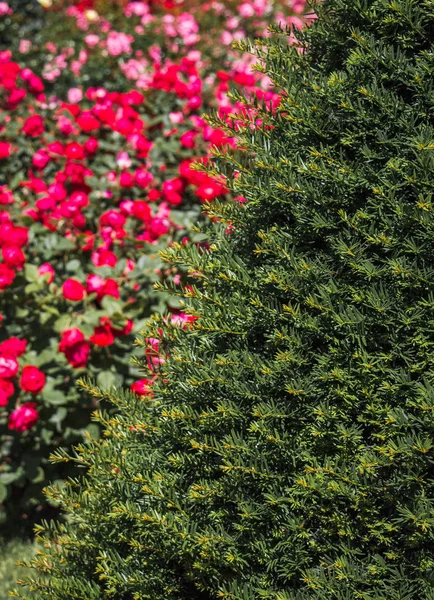 在花园的背景上绽放着美丽多彩的玫瑰 — 图库照片