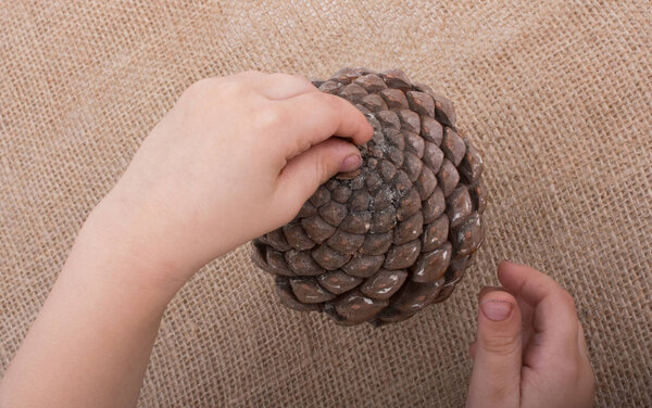 Рука держит шишки на фоне холста