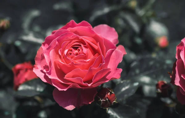 Krásná Barevná Růže Květ Zahradním Pozadí — Stock fotografie