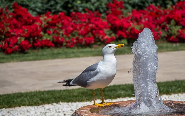 Seagull Fountain Rose Garden — Stock Photo, Image