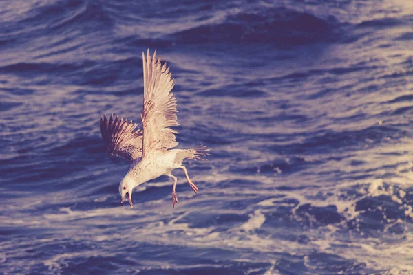 Γλάροι Πετούν Στον Ουρανό Πάνω Από Νερά Της Θάλασσας — Φωτογραφία Αρχείου
