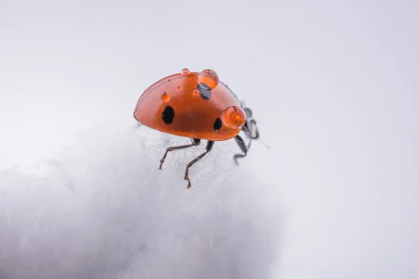 Schönes Foto Des Roten Marienkäfers Der Auf Einer Baumwolle Wandelt — Stockfoto