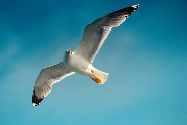 Gaivota Única Voando Céu Nublado Como Fundo — Fotografia de Stock