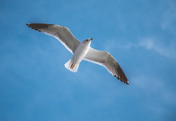 海の向こうの青い空を飛ぶカモメ — ストック写真