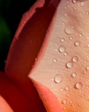 Üzerinde su damlaları olan güzel renkli bir gül.