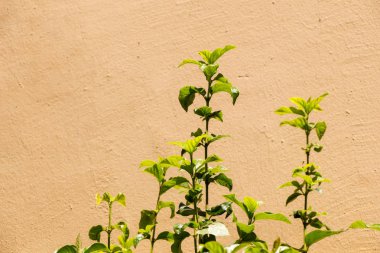 Ağaç parçası ve duvar arkaplan dokusu üzerindeki yapraklar