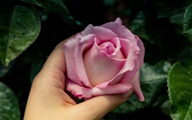 Renkli bir gül çiçeğini tutarken