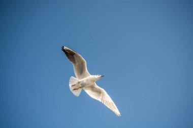 Mavi arka planda uçan tek bir martı.