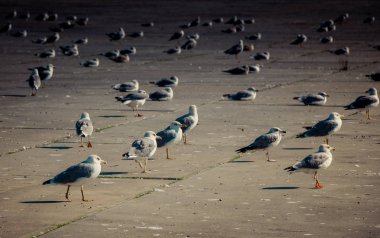 Martılar beton zeminde dinleniyorlar.