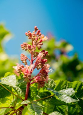 Renkli açan yabani bahar çiçekleri