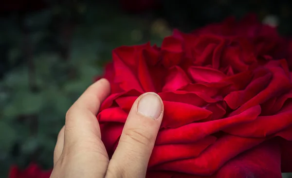 Mano Sosteniendo Una Colorida Flor Rosa —  Fotos de Stock