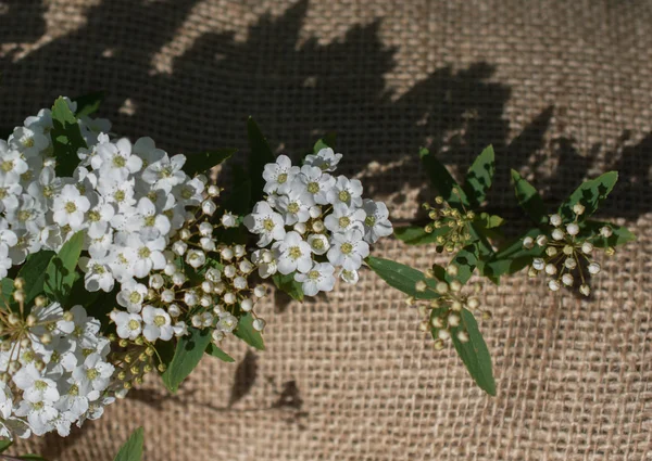 Барвисті Дикі Весняні Квіти Полотні — стокове фото