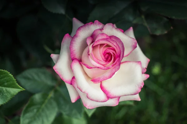 Hermosa Flor Rosa Colorida Fondo Del Jardín — Foto de Stock