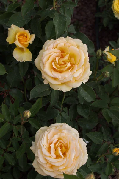 Dos Hermosas Rosas Colores Florecientes Fondo Del Jardín —  Fotos de Stock