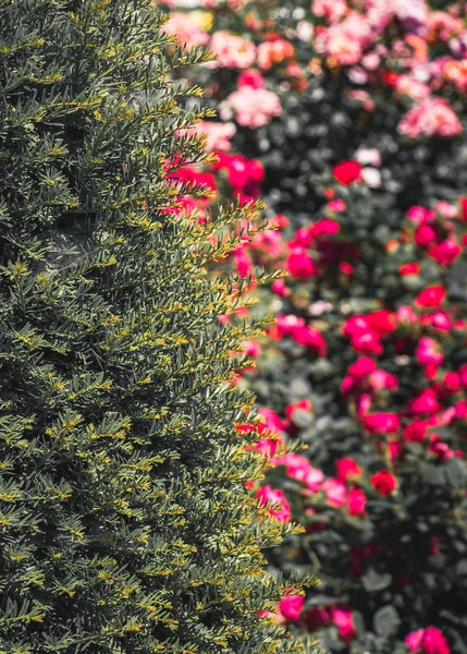 Kvetoucí Krásné Barevné Růže Zahradě Pozadí — Stock fotografie