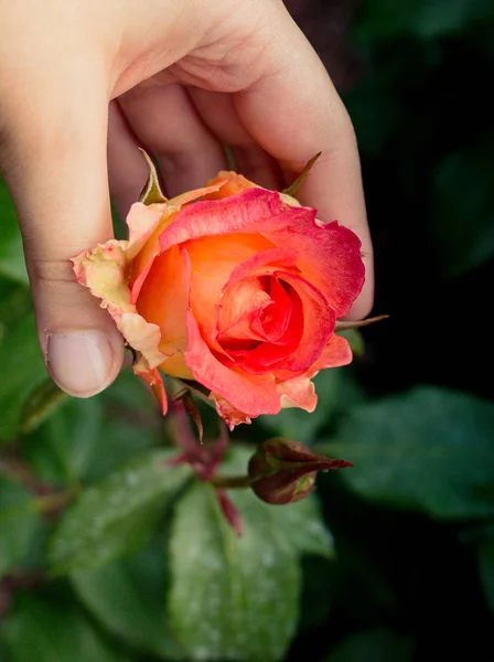 Hand Holding Colorful Rose Flower — Stock Photo, Image