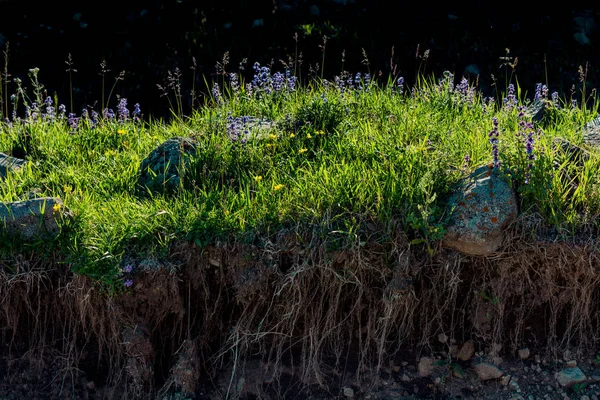 Зеленая Трава Высокогорном Лугу Артвине Турция — стоковое фото