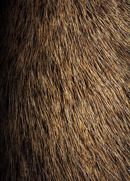 Ozdobne Futro Zwierzęce Jako Tło Tekstury — Zdjęcie stockowe