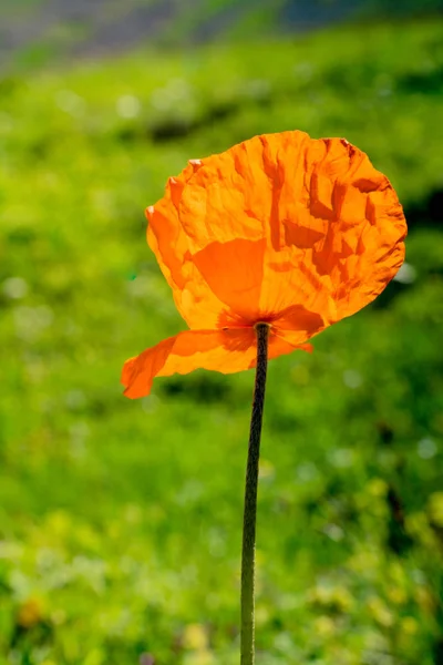 Blühender Mohn Der Natur — Stockfoto