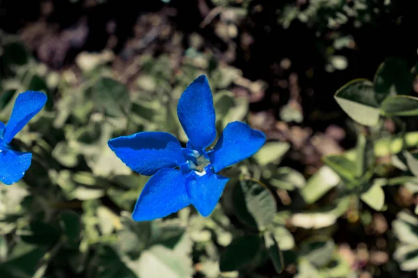 野の花の開花の閉鎖 自然背景 — ストック写真