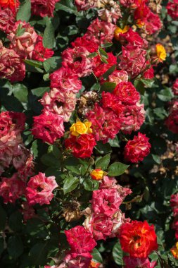 Bahar bahçesinde çiçek açan güzel güller