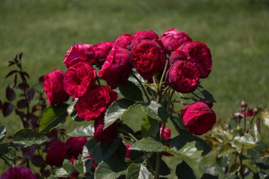 Bahar bahçesinde çiçek açan güzel güller