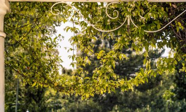 Ağacın bir parçası ve doğal bir arkaplan dokusu olarak yapraklar