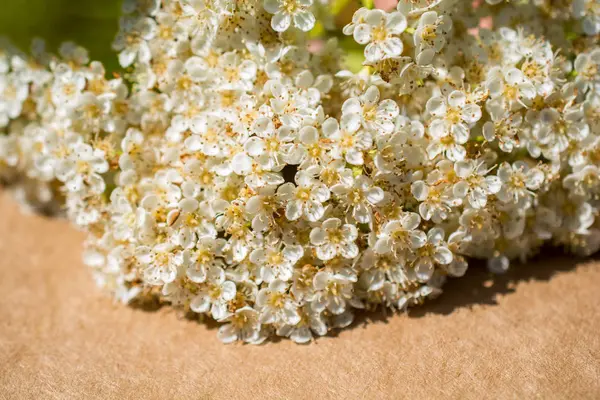 Coloridas Flores Silvestres Primavera Fondo Marrón — Foto de Stock