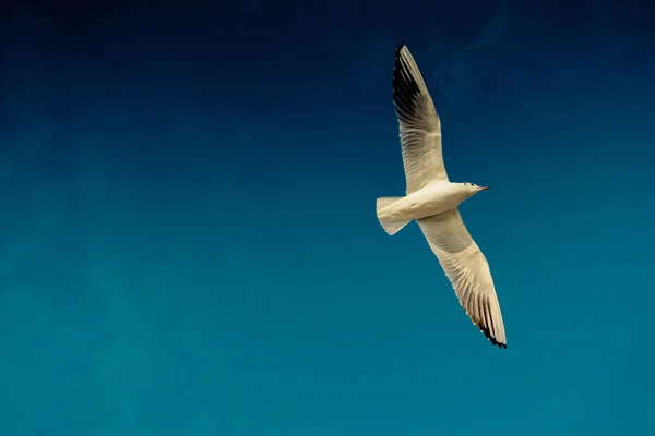 Чайка Літає Блакитному Небі Над Морськими Водами — стокове фото