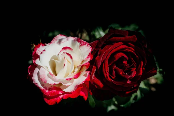 在花园的背景上绽放着美丽多彩的玫瑰 — 图库照片