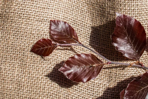 Elinde keten bir tuvalin üzerinde yeşil yapraklar