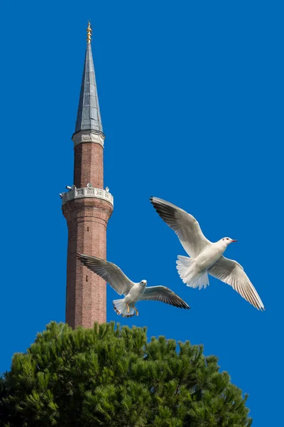 Mewy Przed Meczetem Minaret — Zdjęcie stockowe