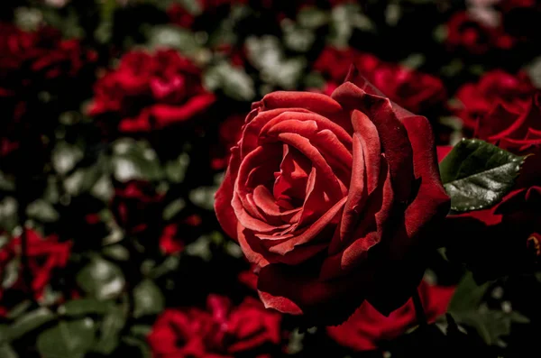 Schöne Bunte Rose Blume Auf Garten Hintergrund — Stockfoto