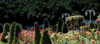 Bahçede çiçek açan genç bir ağaç.