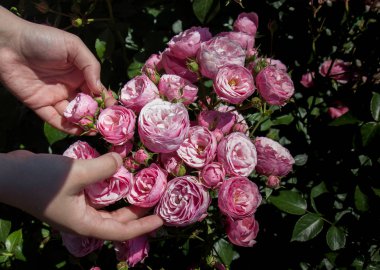 Elindeki güzel taze güller