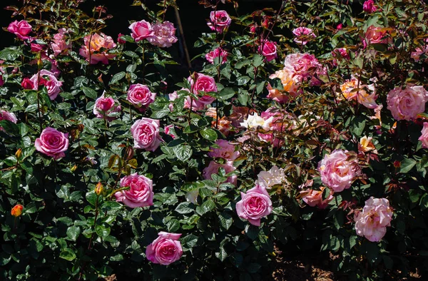 庭の背景に美しいカラフルなバラを咲かせます — ストック写真