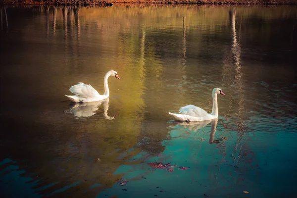 Los Cisnes Solitarios Viven Entorno Natural —  Fotos de Stock