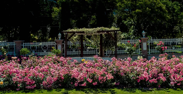 バラ園の美しいカラフルなバラ — ストック写真