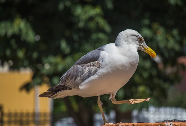 Mouette Près Fontaine Dans Roseraie — Photo