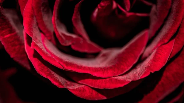 Hermosa Flor Rosa Coloreada Borde Del Abismo — Foto de Stock