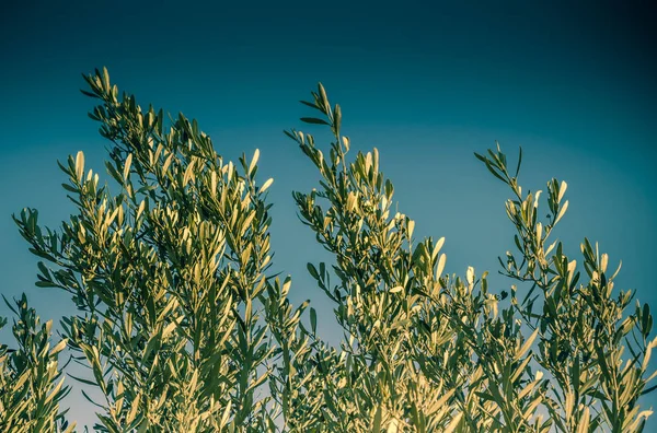 Parte Árbol Jardín Está Vista —  Fotos de Stock