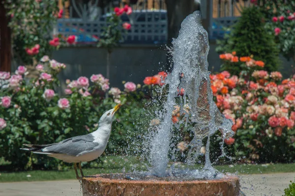 Gaviota Junto Fuente Jardín Rosas — Foto de Stock