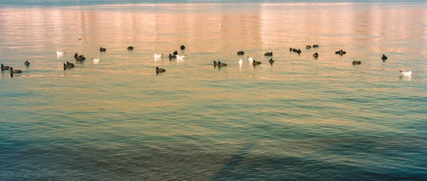 Zwerm Vogels Water Met Een Wateroppervlakte Achtergrond — Stockfoto