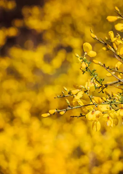 Fioritura Fiori Primaverili Come Sfondo Colorato — Foto Stock